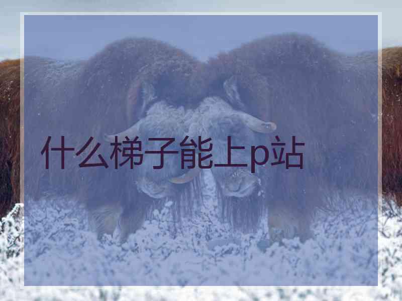什么梯子能上p站