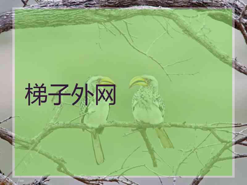 梯子外网