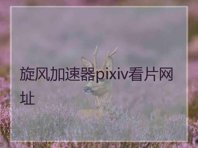 旋风加速器pixiv看片网址